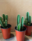 Florida prickly Pear サボテン フロリダカクタス