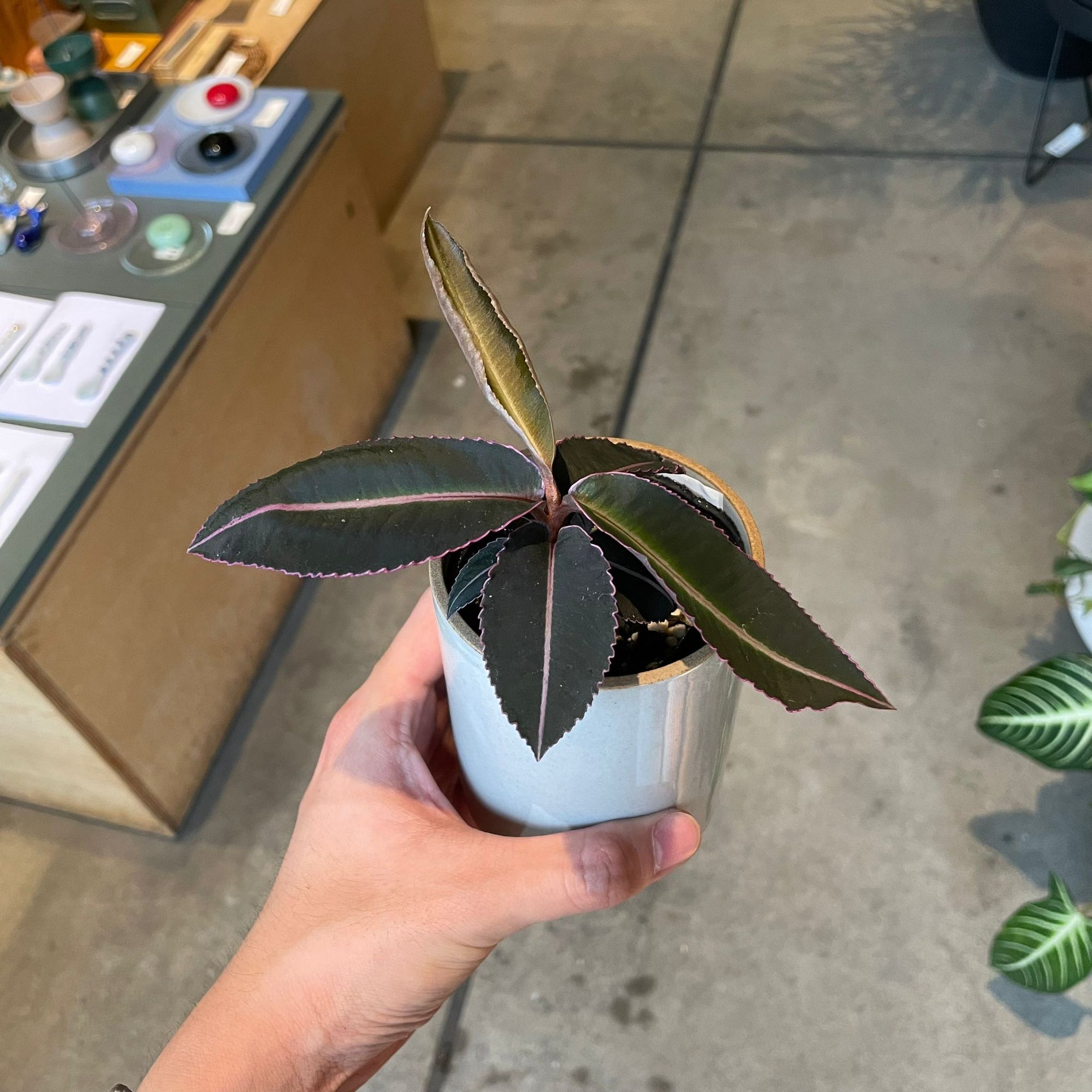 Labisia pumila ラビシア プミラ Size 2