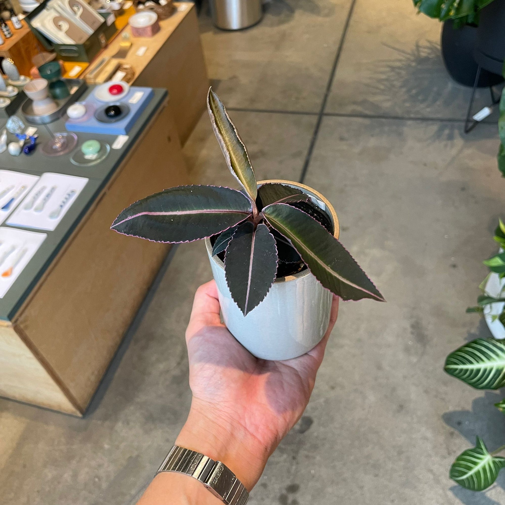 Labisia pumila ラビシア プミラ Size 2