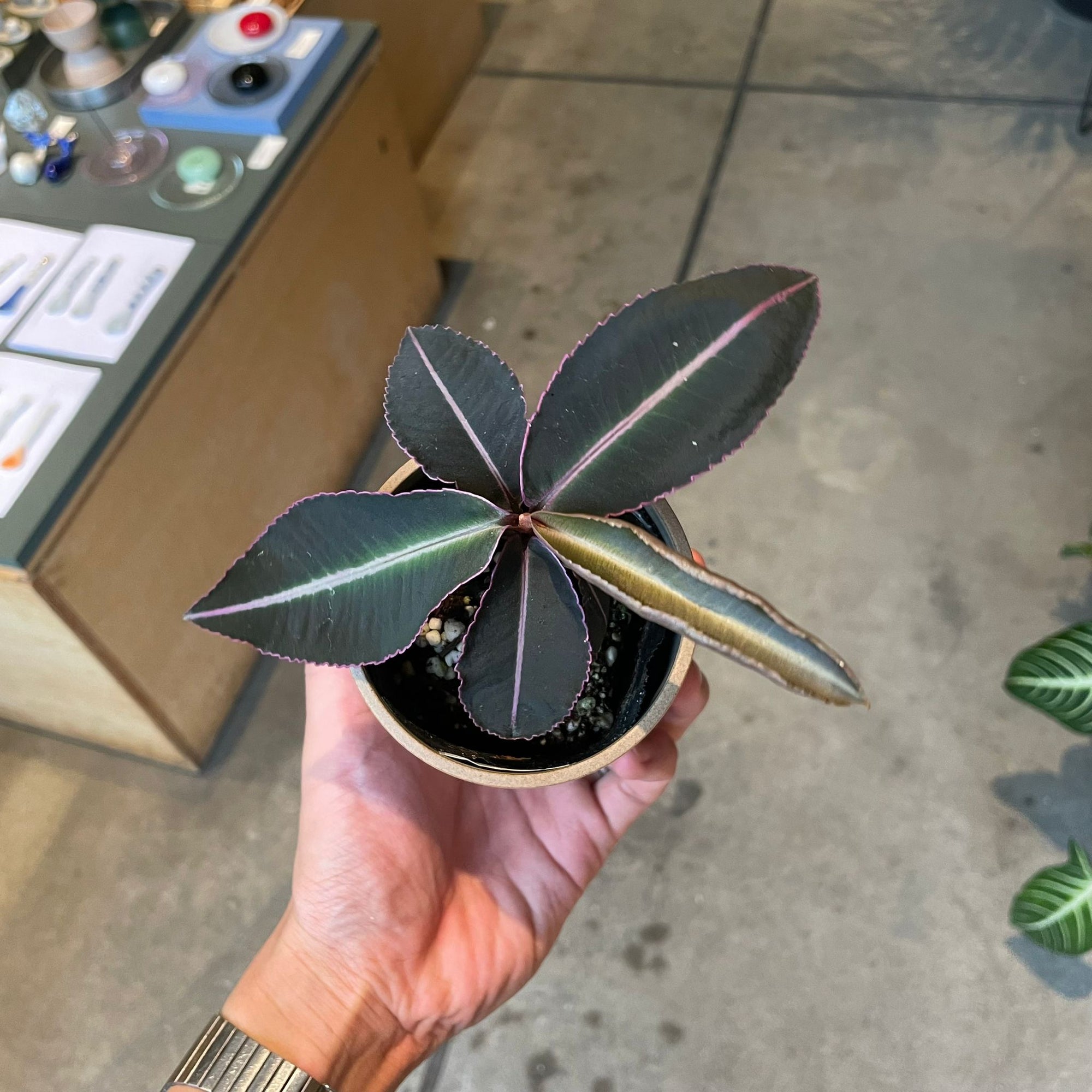Labisia pumila ラビシア プミラ Size 2