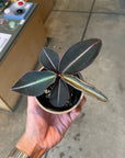 Labisia pumila ラビシア プミラ Size 2