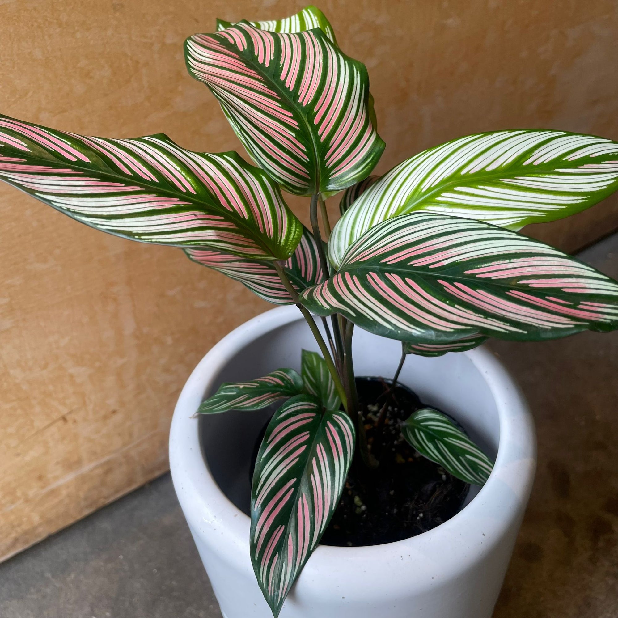 Calathea Majestica ‘White Star’ カラテア ホワイトスター Size 3