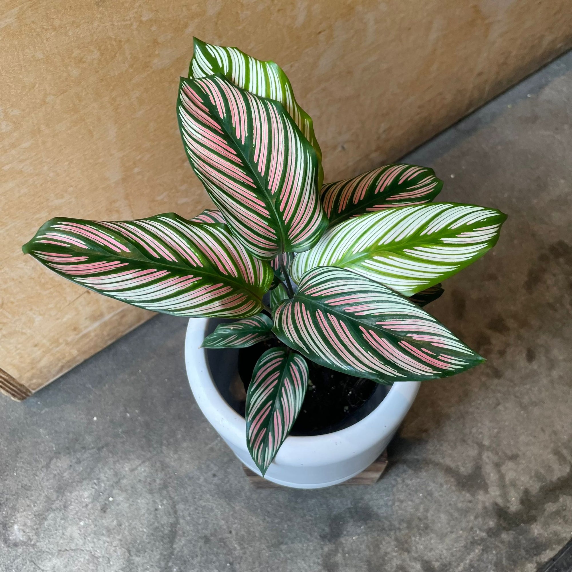 Calathea Majestica ‘White Star’ カラテア ホワイトスター Size 3