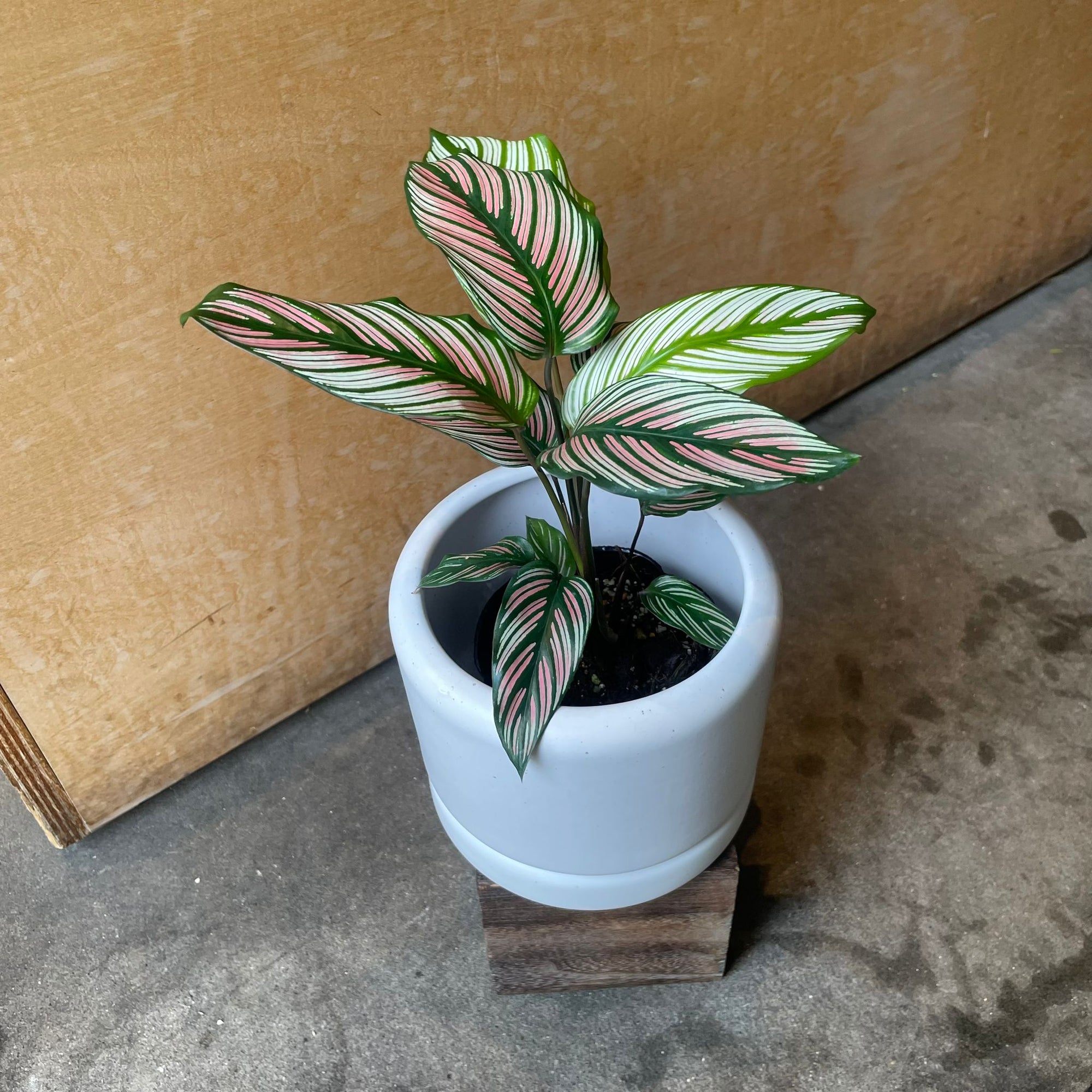Calathea Majestica ‘White Star’ カラテア ホワイトスター Size 3