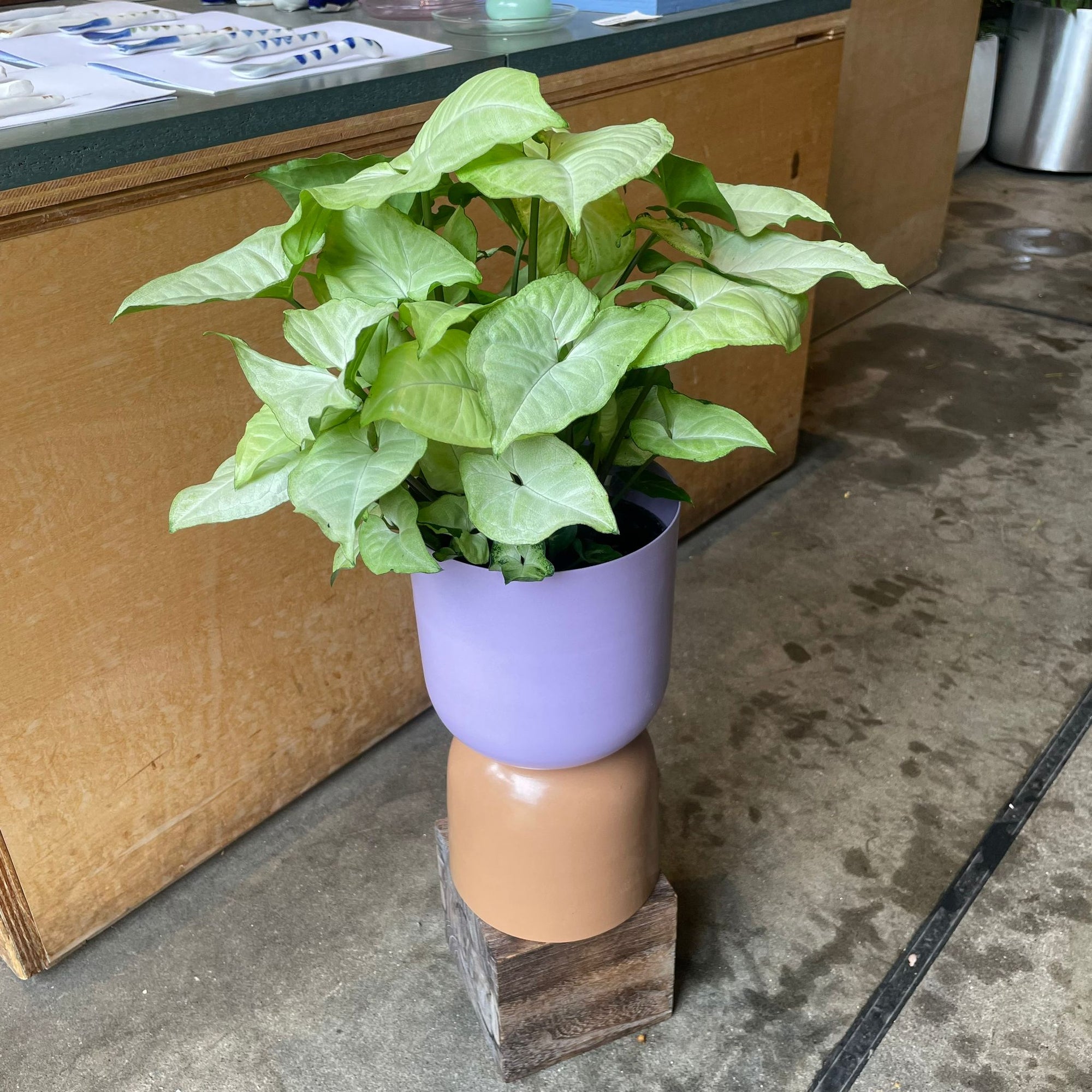 Syngonium podophyllum ‘white butterfly’  シンゴニウム ･ ホワイトバタフライ Size 4