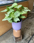 Syngonium podophyllum ‘white butterfly’  シンゴニウム ･ ホワイトバタフライ Size 4