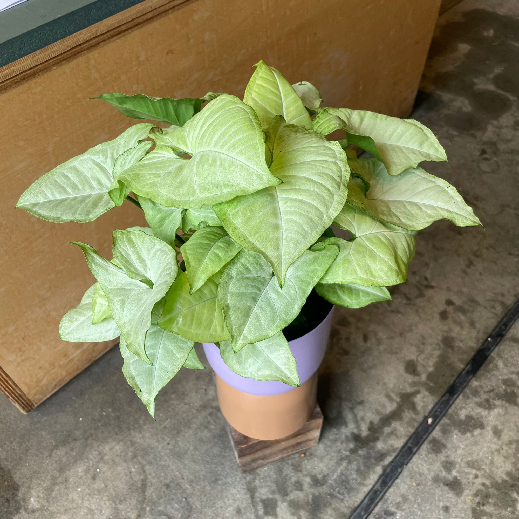Syngonium podophyllum ‘white butterfly’  シンゴニウム ･ ホワイトバタフライ Size 4