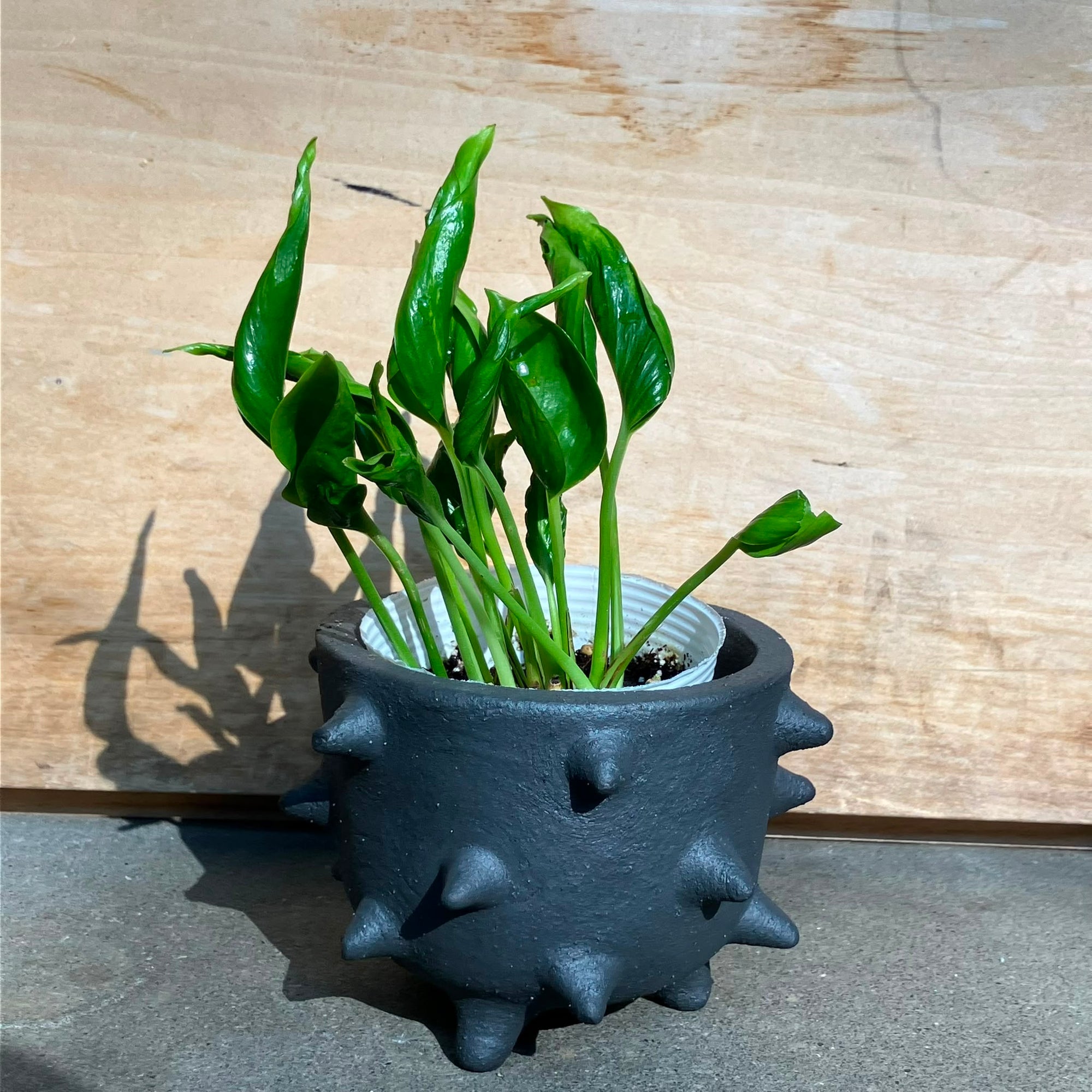 Pothos ポトス テルノシャングリラ Size 3