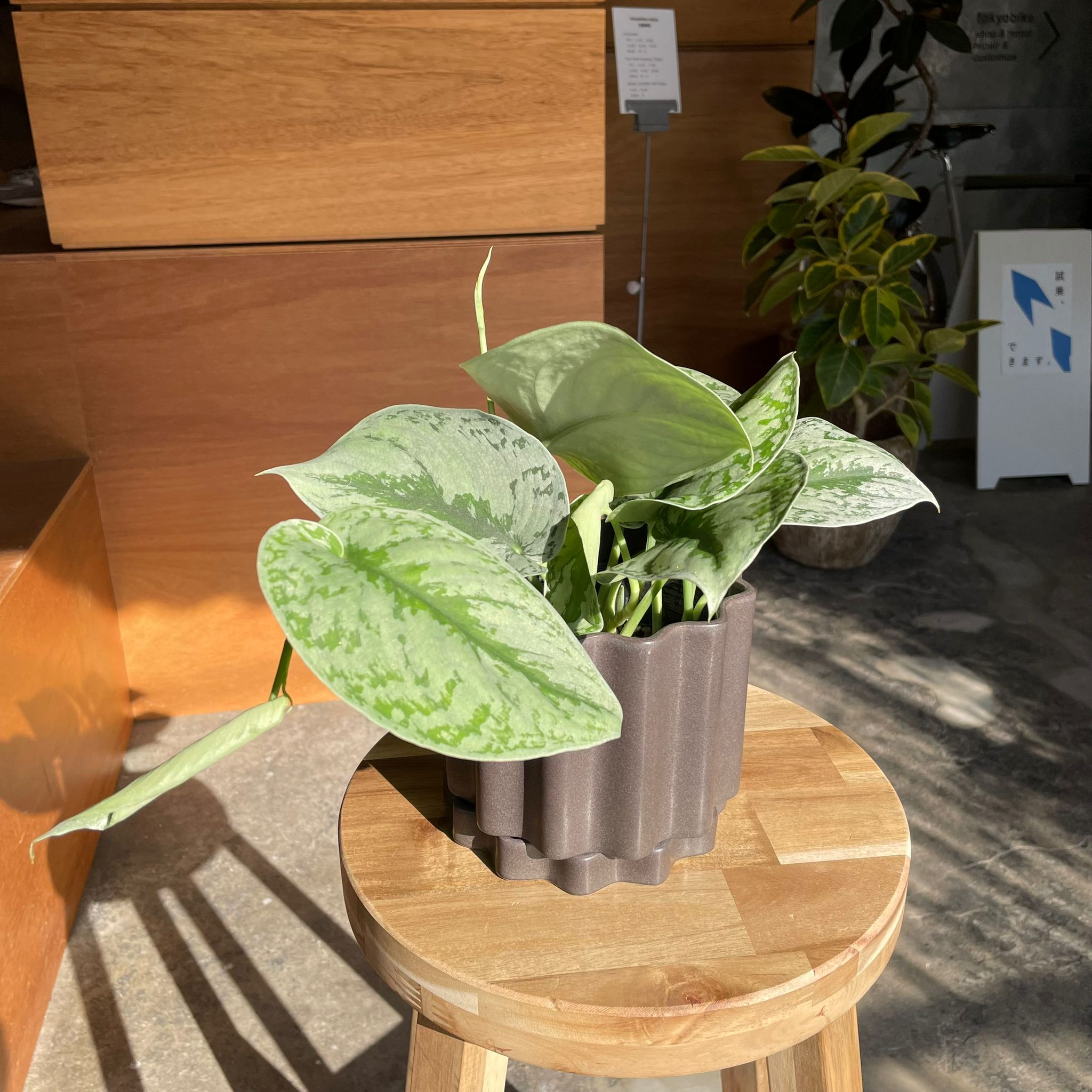 サテンポトス［スキンダプサス］ I インドアプランツ I プラント