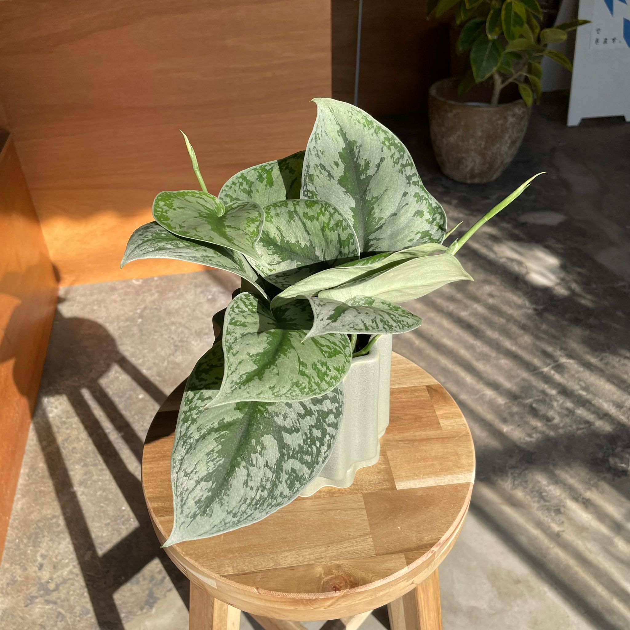 サテンポトス［スキンダプサス］ I インドアプランツ I プラント