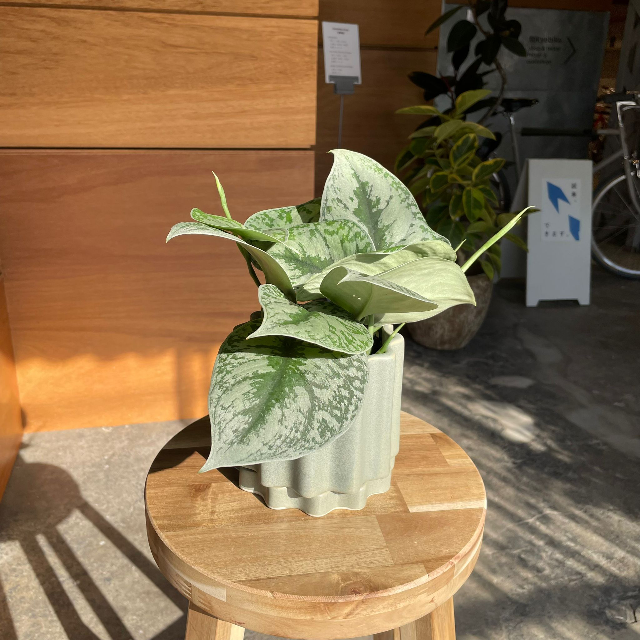 サテンポトス［スキンダプサス］ I インドアプランツ I プラント