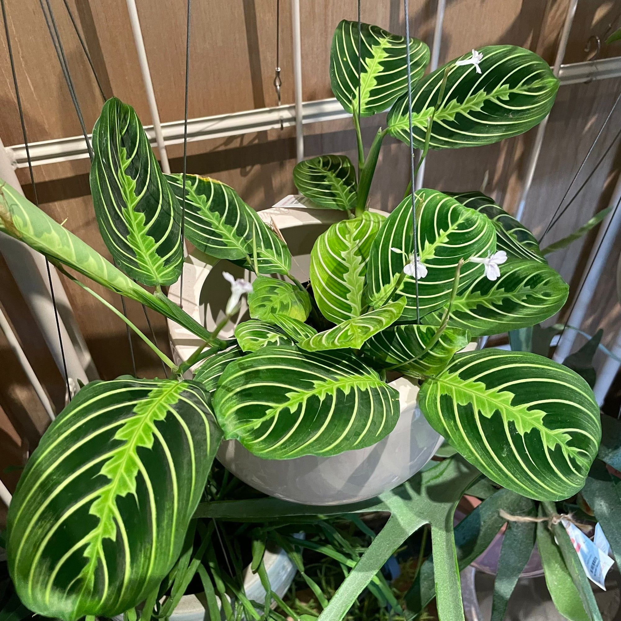 Prayer plant マランタ ･ レモンライム Size 3