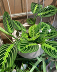 Prayer plant マランタ ･ レモンライム Size 3