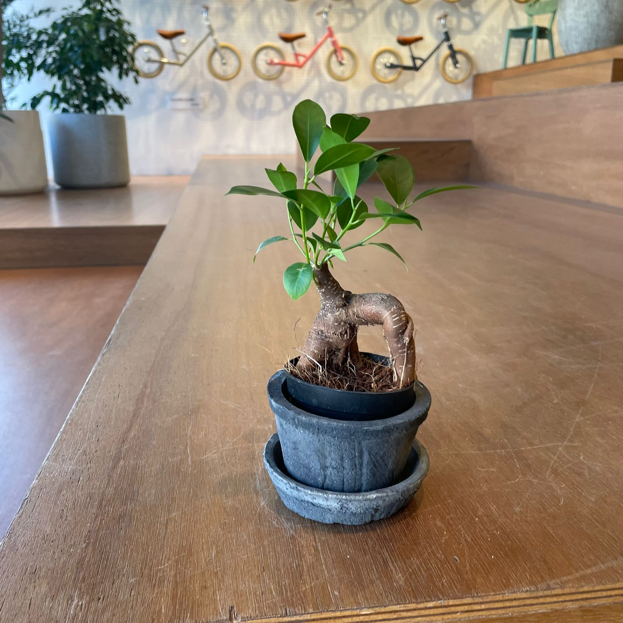 アマルフィ テラコッタプランター I 植木鉢 I プラントソサエティ