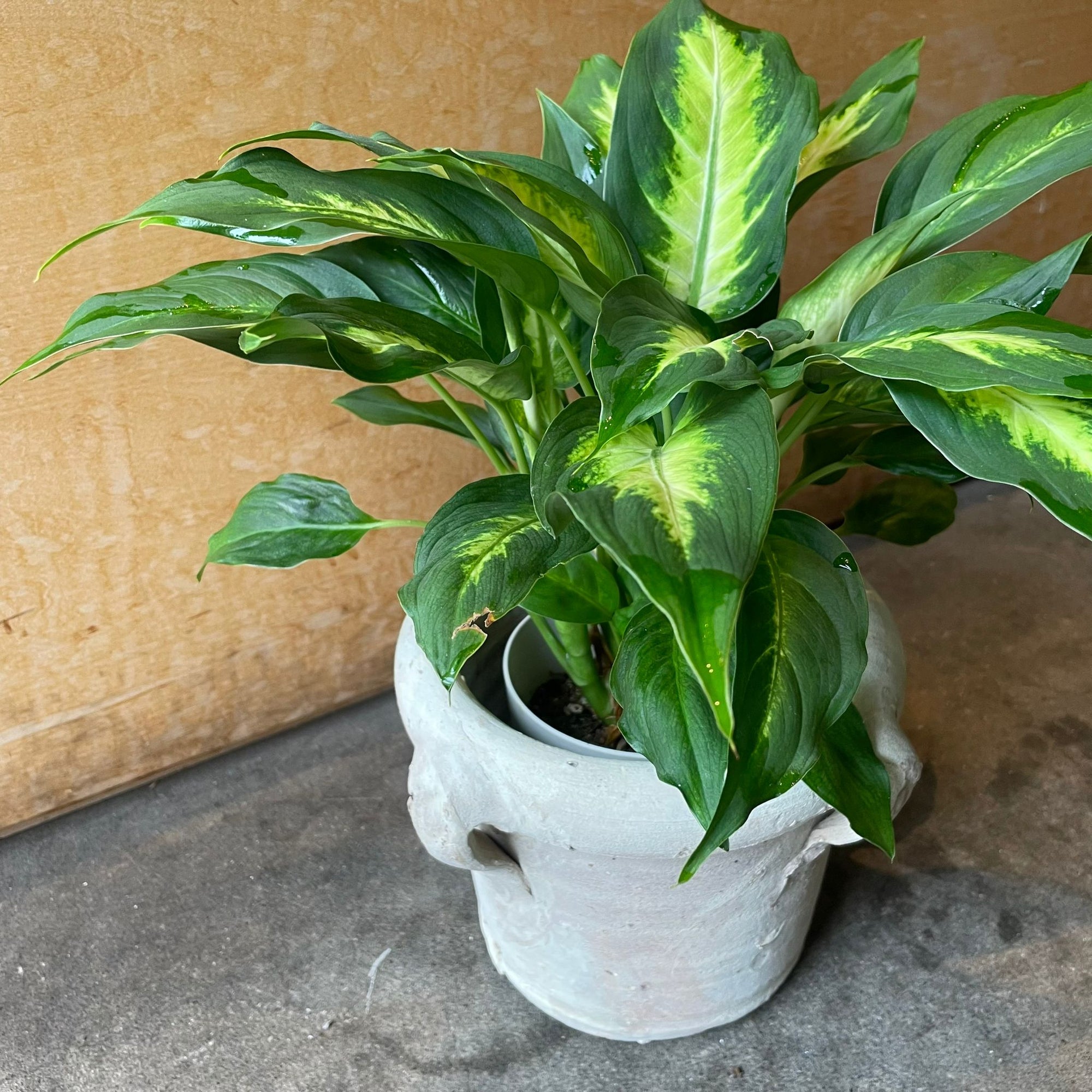 Dieffenbachia 'Camille' ディフェンバキア カミーラ Size 4