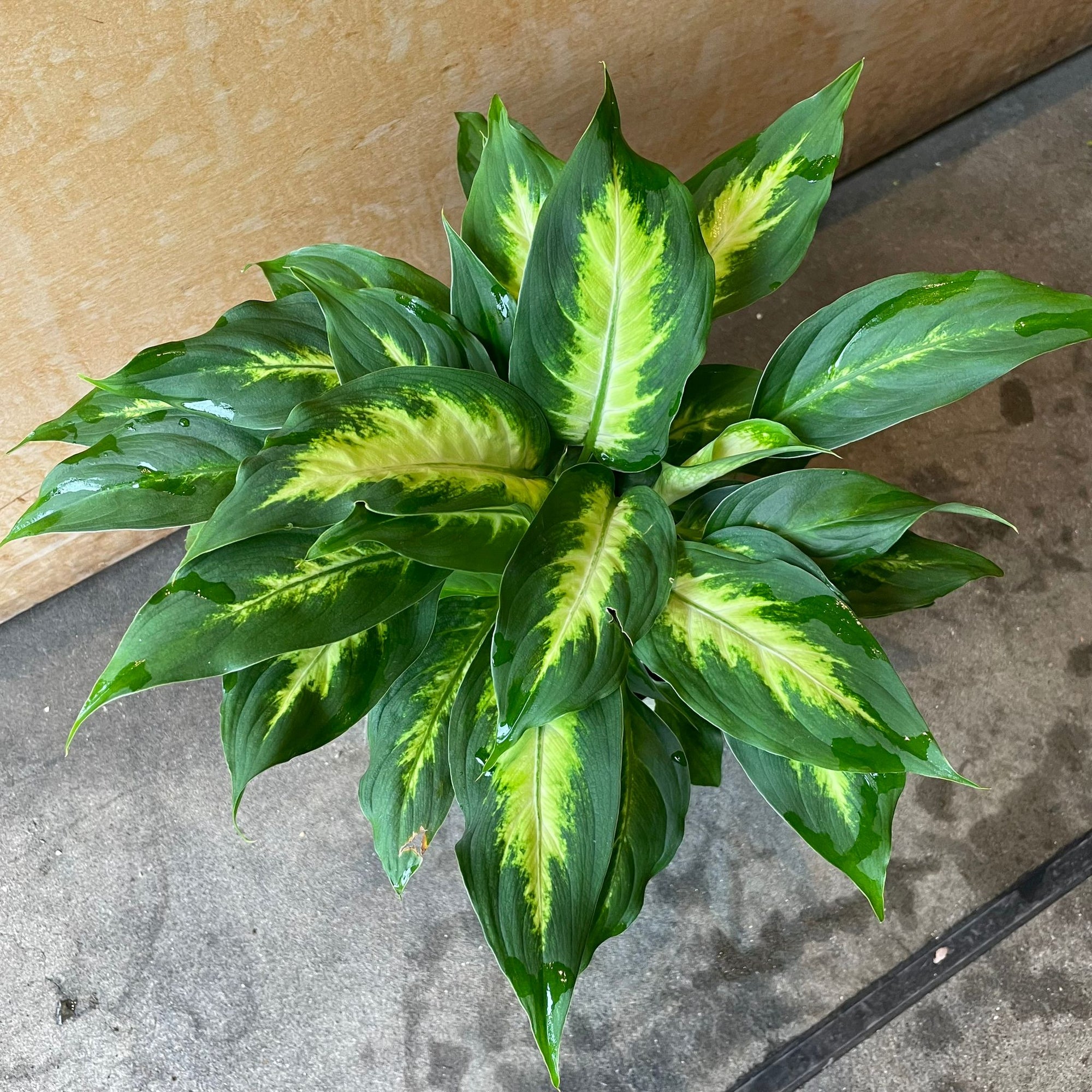 Dieffenbachia 'Camille' ディフェンバキア カミーラ Size 4