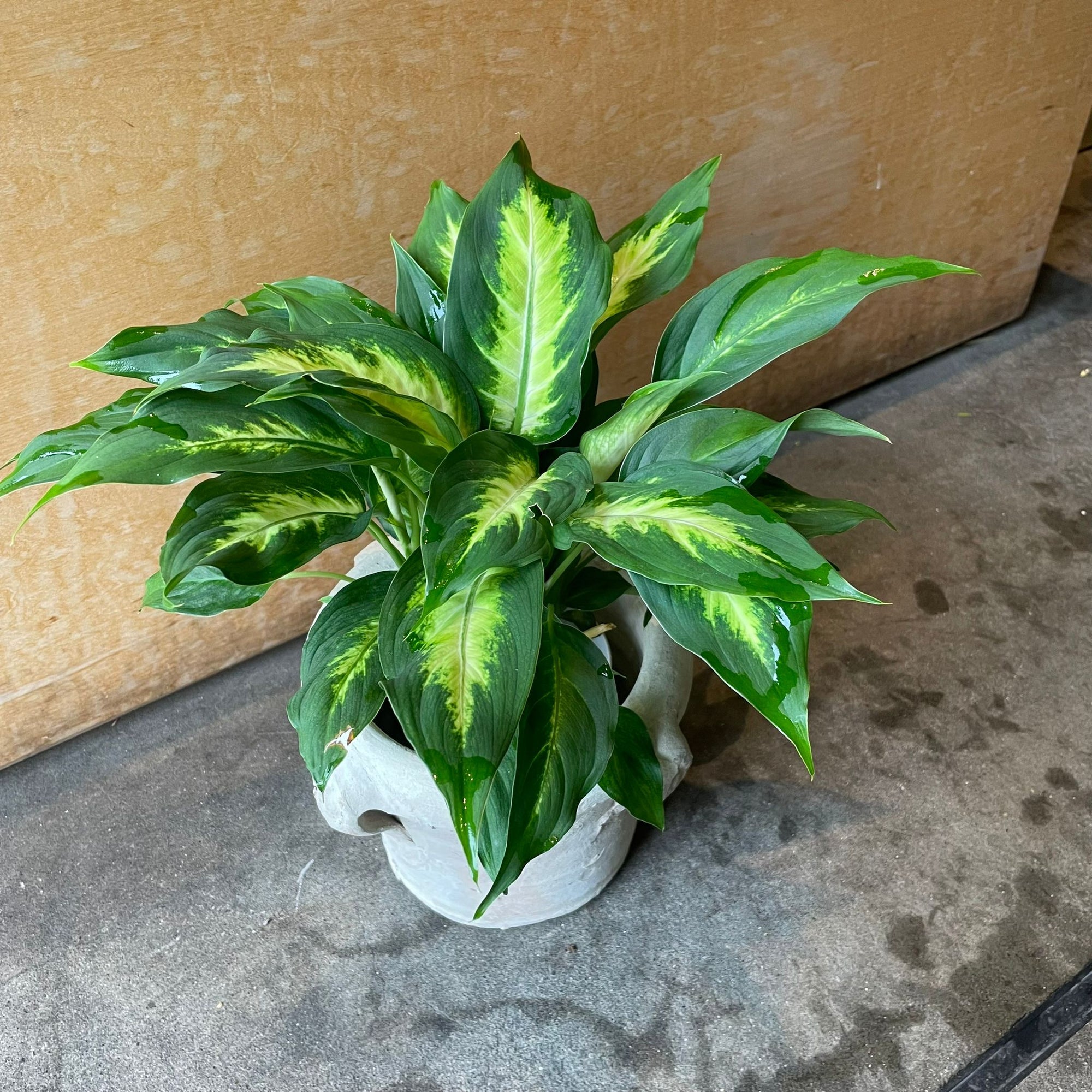 Dieffenbachia 'Camille' ディフェンバキア カミーラ Size 4