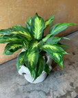 Dieffenbachia 'Camille' ディフェンバキア カミーラ Size 4