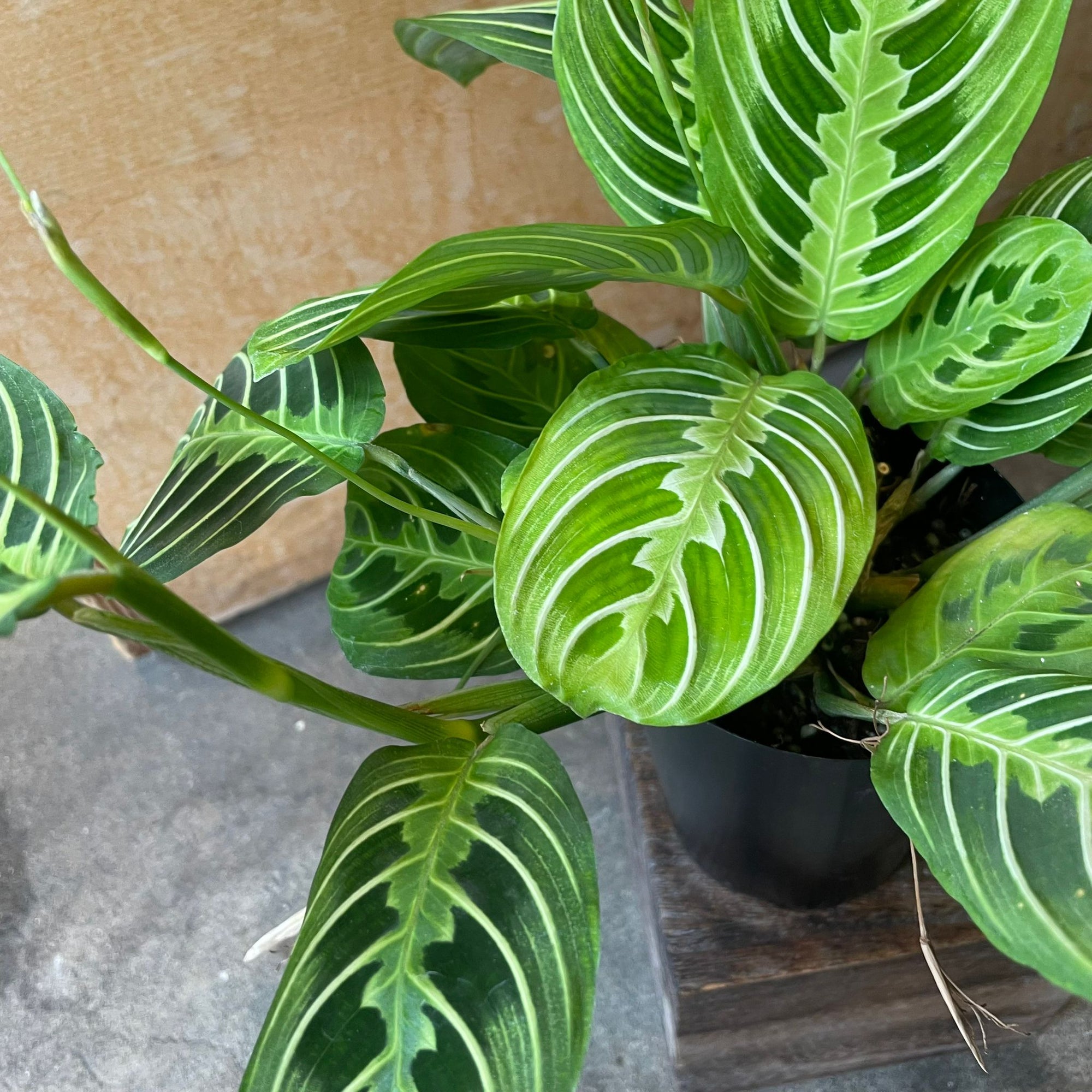 Prayer plant マランタ ･ レモンライム Size 3