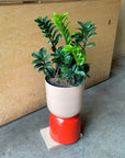 Zamioculcas Zamiifolia  Zenzii　ザミオクルカス ゼンジー