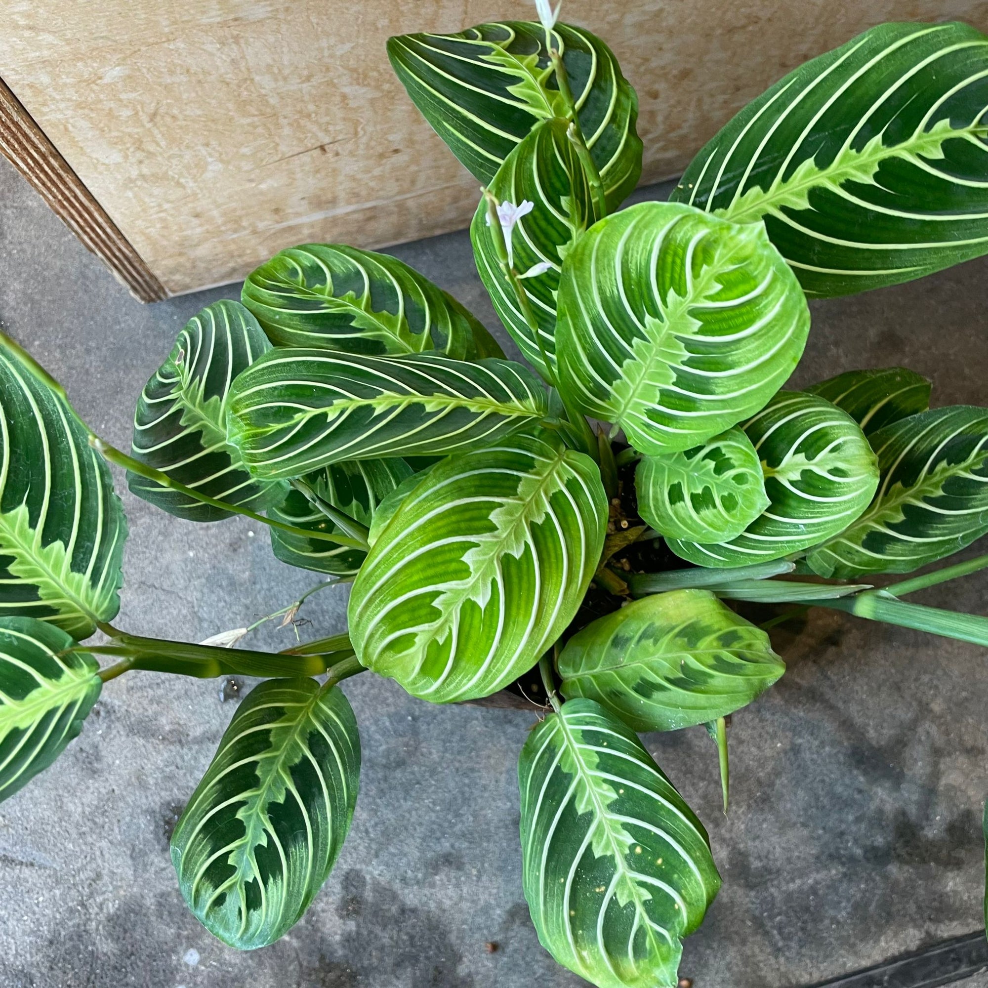 Prayer plant マランタ ･ レモンライム Size 3