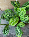 Prayer plant マランタ ･ レモンライム Size 3