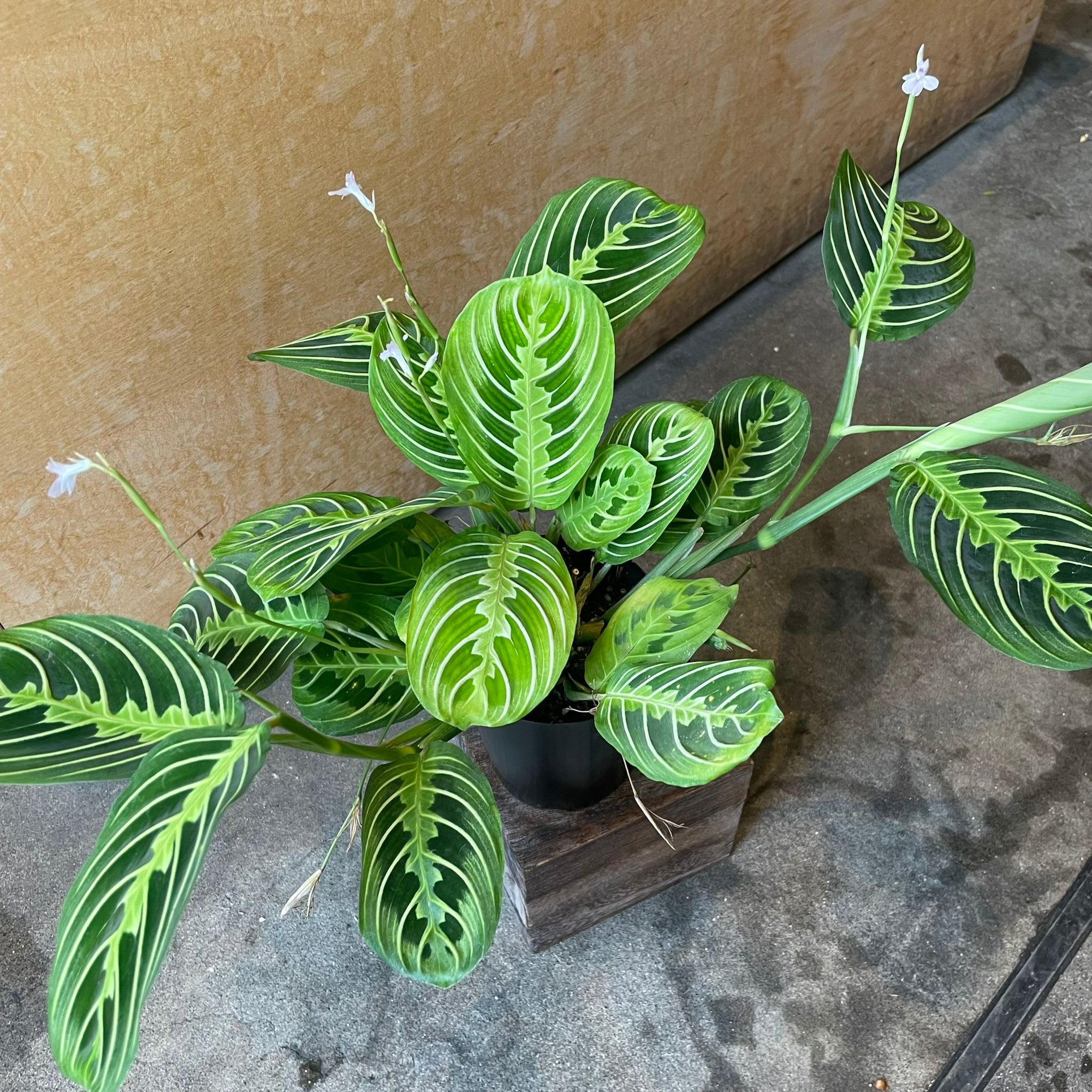 Prayer plant マランタ ･ レモンライム Size 3