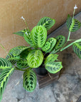 Prayer plant マランタ ･ レモンライム Size 3