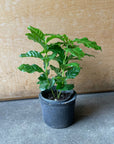 Coffee Tree コーヒーの木