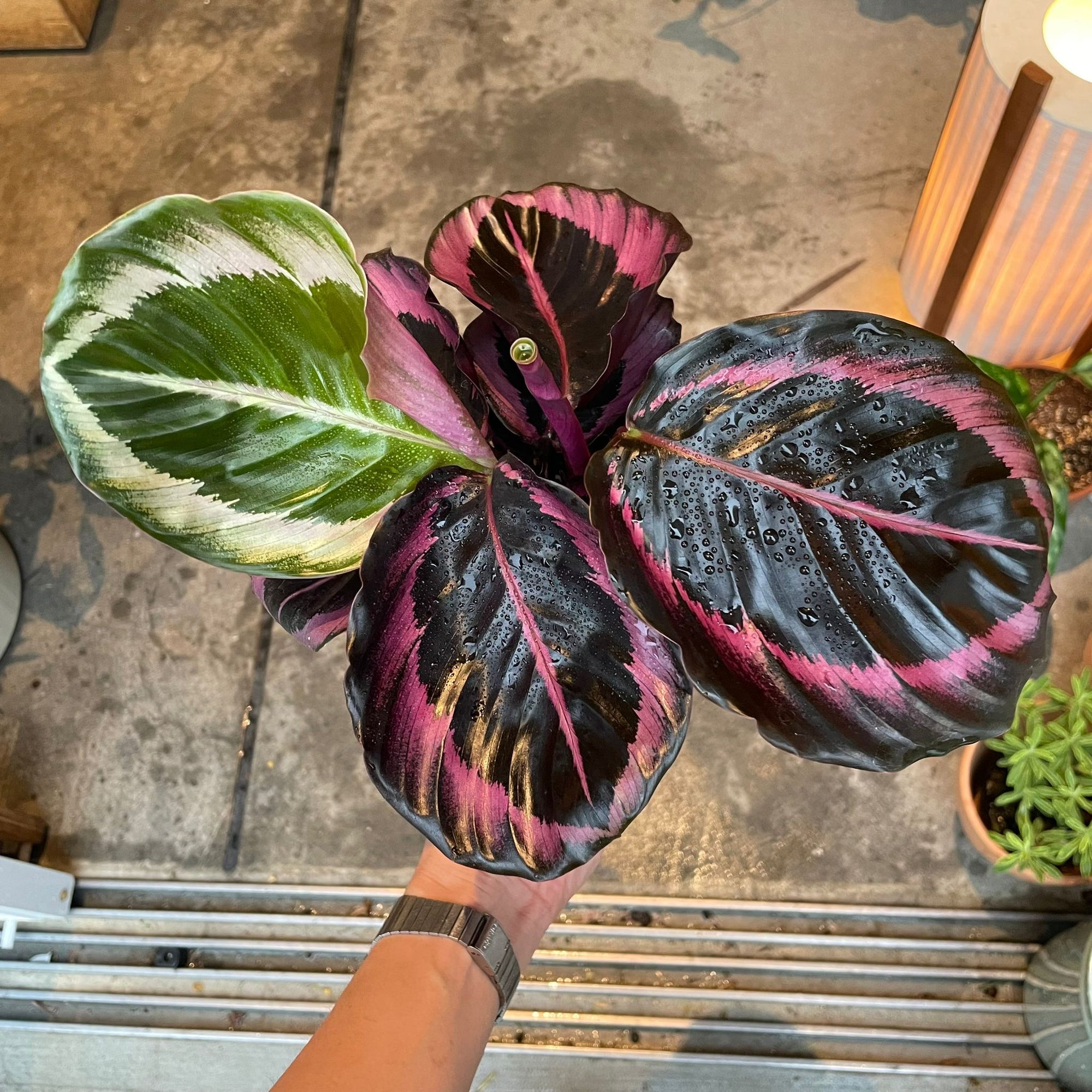 Calathea Red Mojo カラテア レッドモジョ Size 3