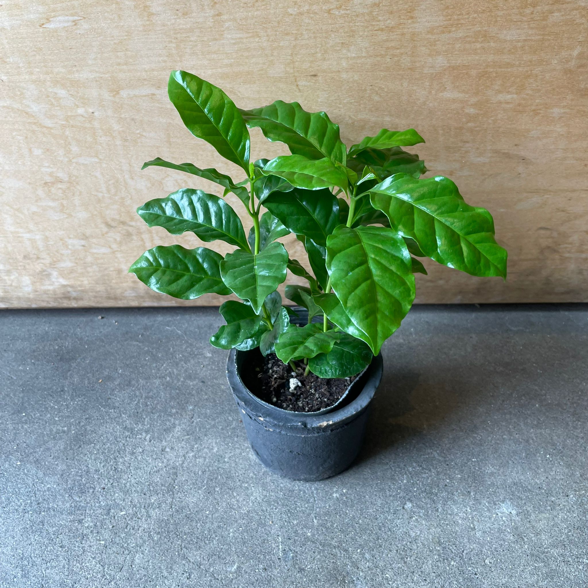 jun　コーヒーの木 コーヒーの木 I インドアプランツ I プラントソサエティトーキョー