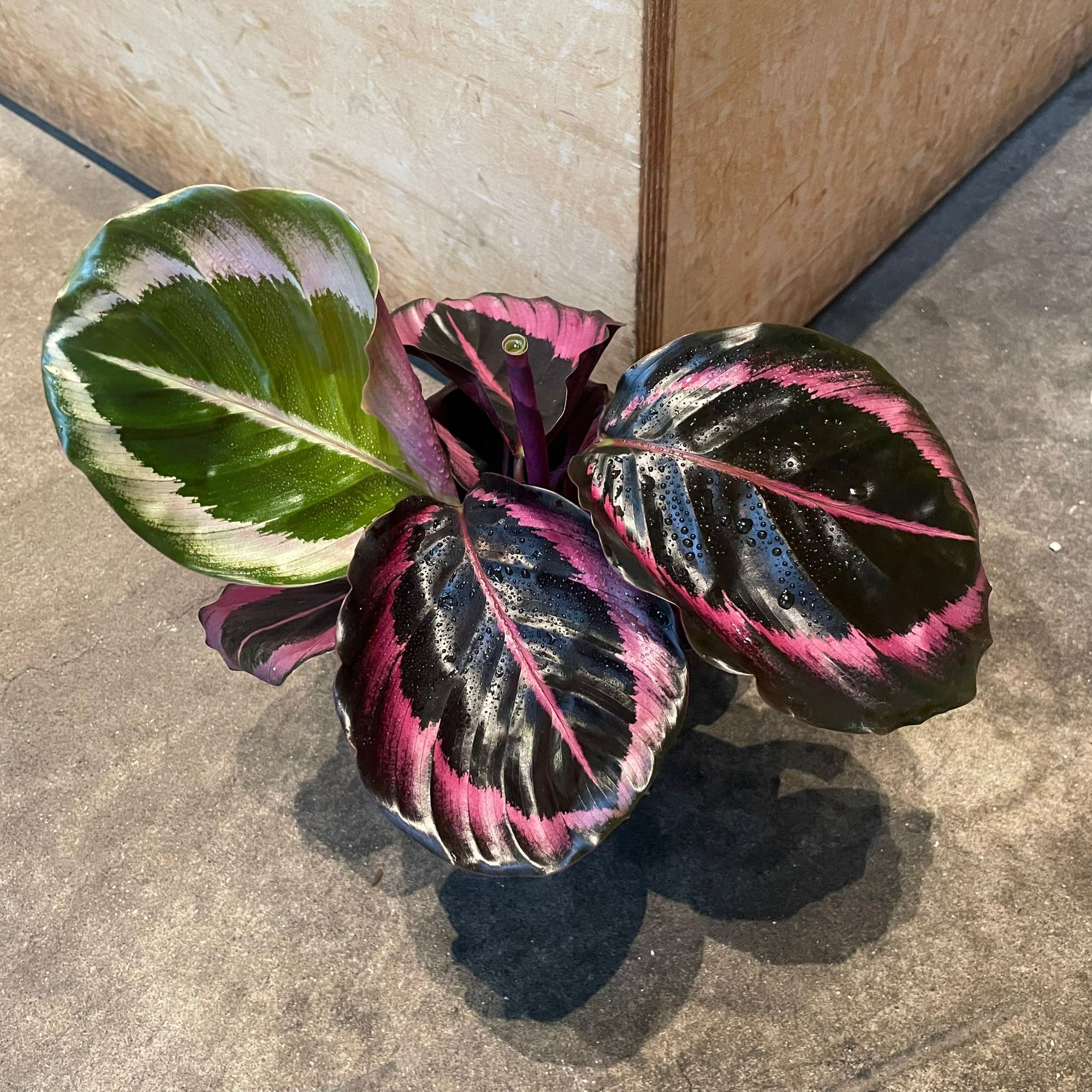 Calathea Red Mojo カラテア レッドモジョ Size 3