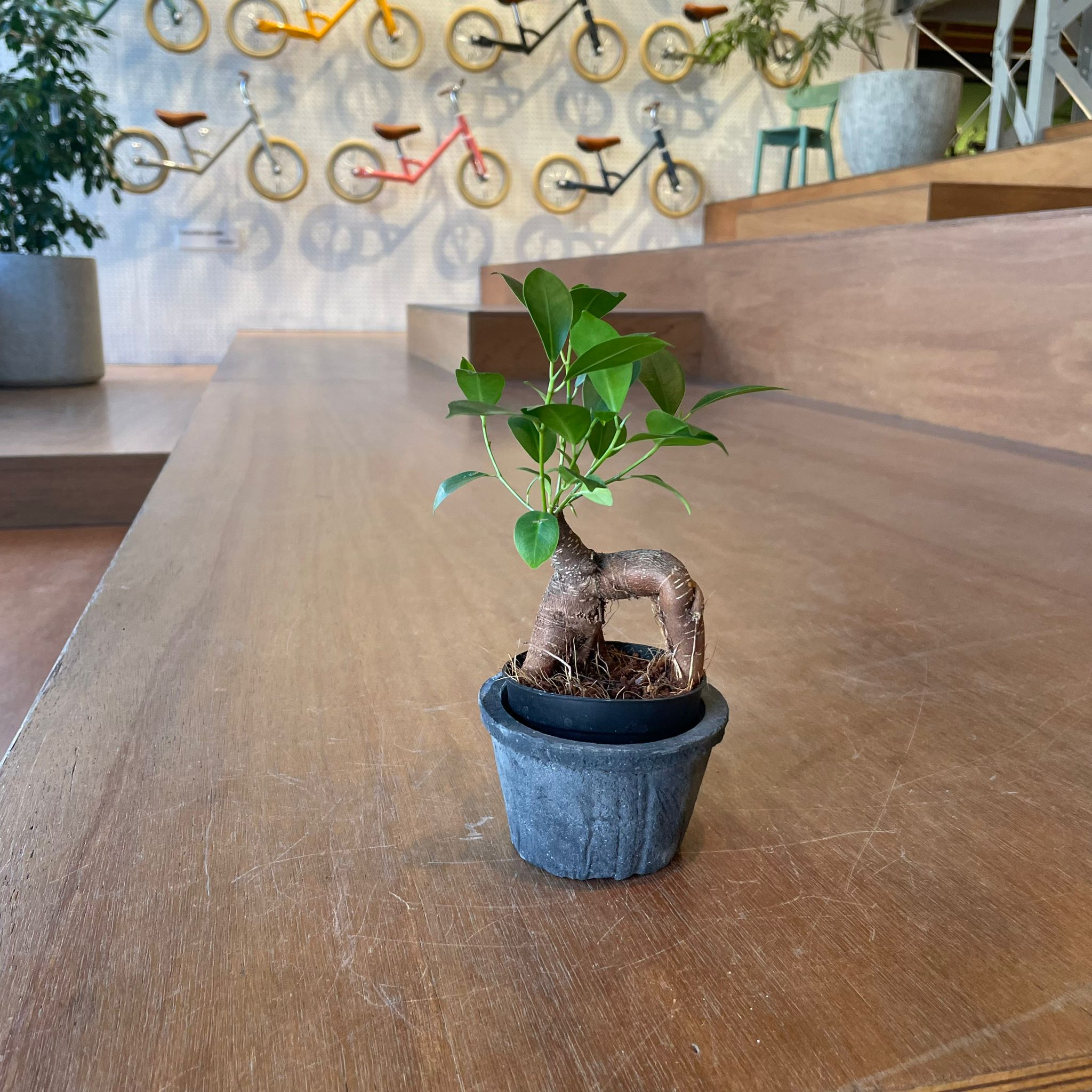 アマルフィ テラコッタプランター I 植木鉢 I プラントソサエティ