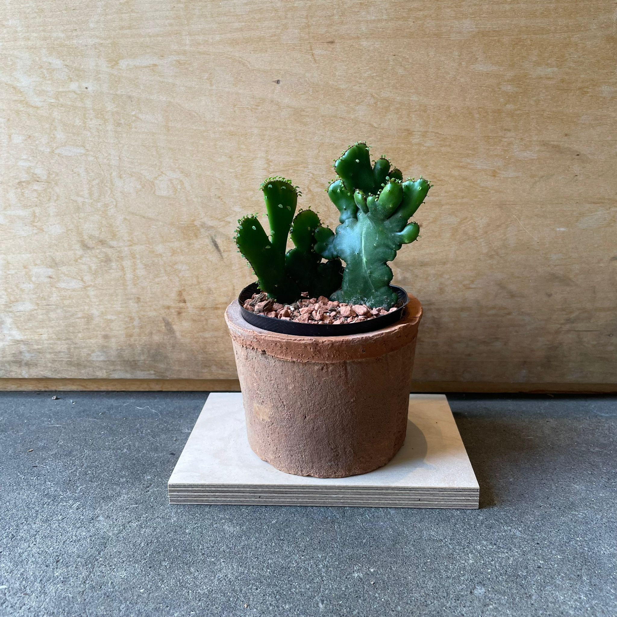 ユーフォルビア・オンコクラータ綴化 I インドアプランツ I プラント