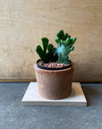 Euphorbia ongcorta f. monstrosa ユーフォルビア・オンコクラータ綴化(てっか)