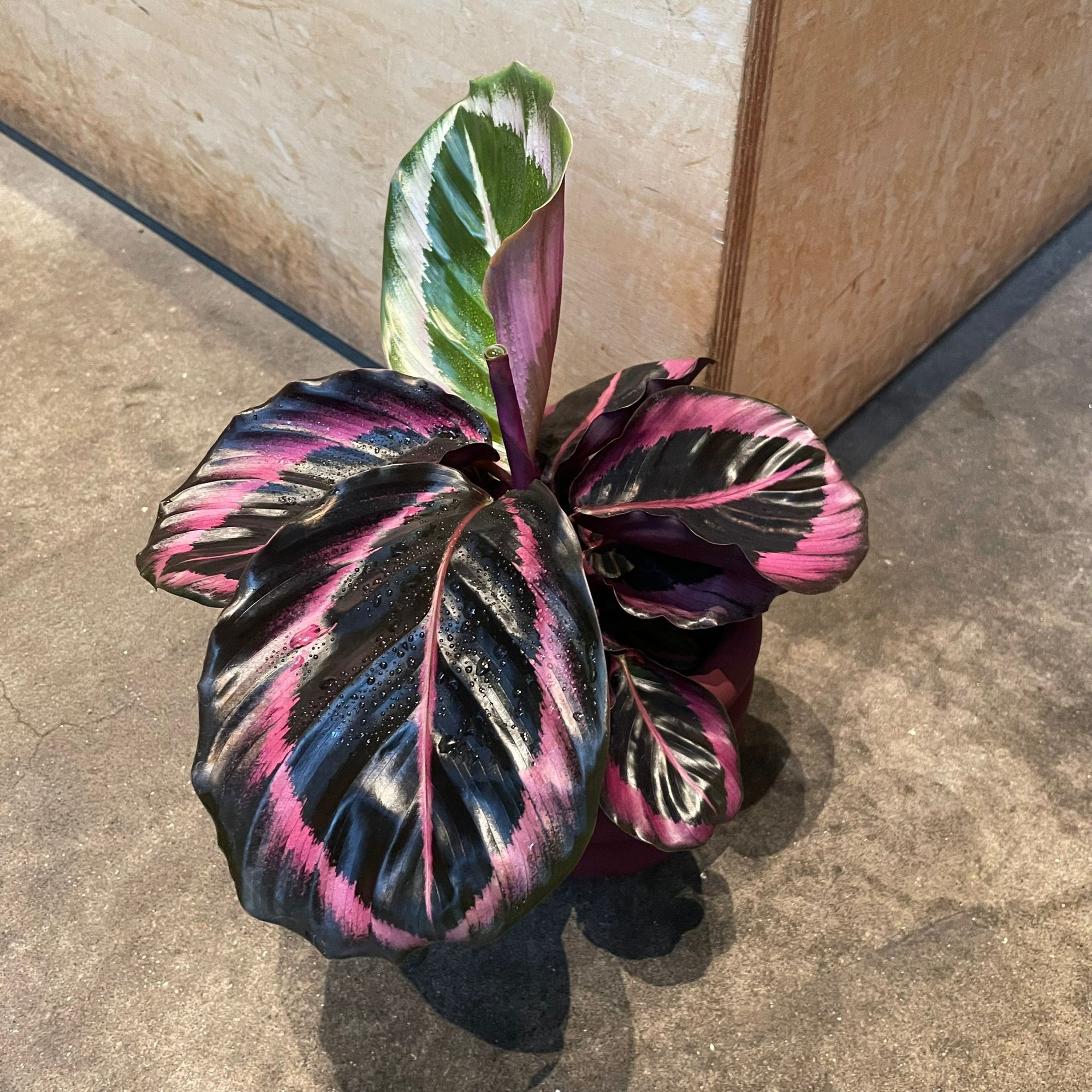 Calathea Red Mojo カラテア レッドモジョ Size 3