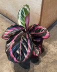 Calathea Red Mojo カラテア レッドモジョ Size 3