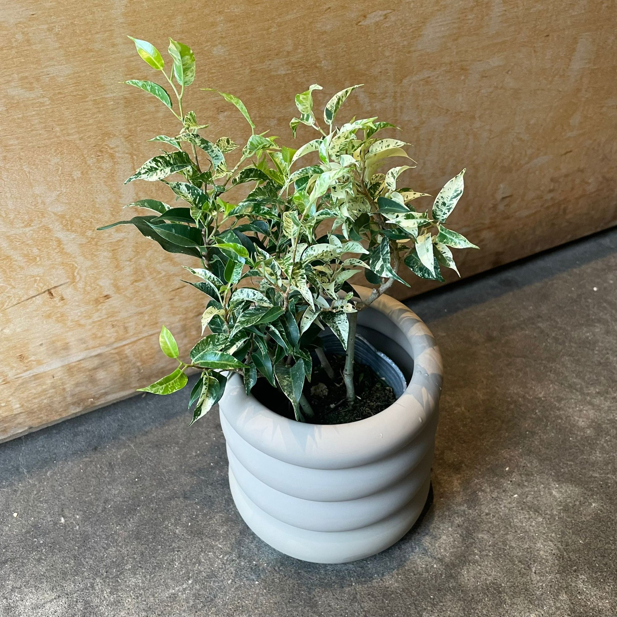 Ficus benjamina フィカス ベンジャミン サファリ Size 3