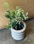 Ficus benjamina フィカス ベンジャミン サファリ Size 3