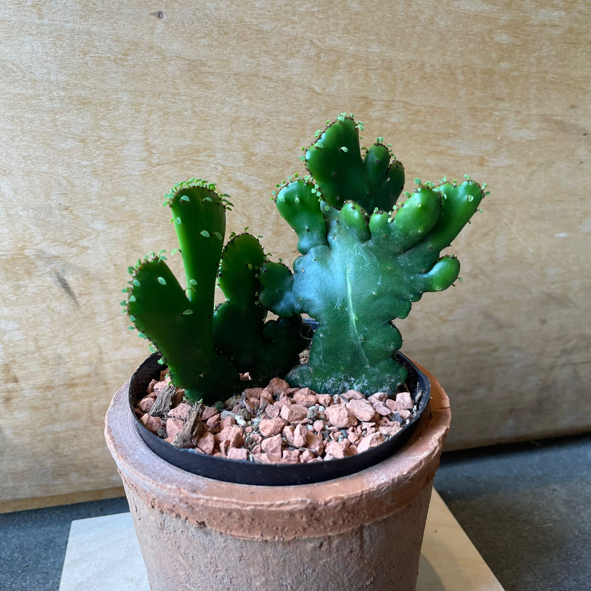 純金箔 プラチナ箔 帯 葛飾北斎 富嶽三十景 元値68万円の品