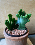 Euphorbia ongcorta f. monstrosa ユーフォルビア・オンコクラータ綴化(てっか)