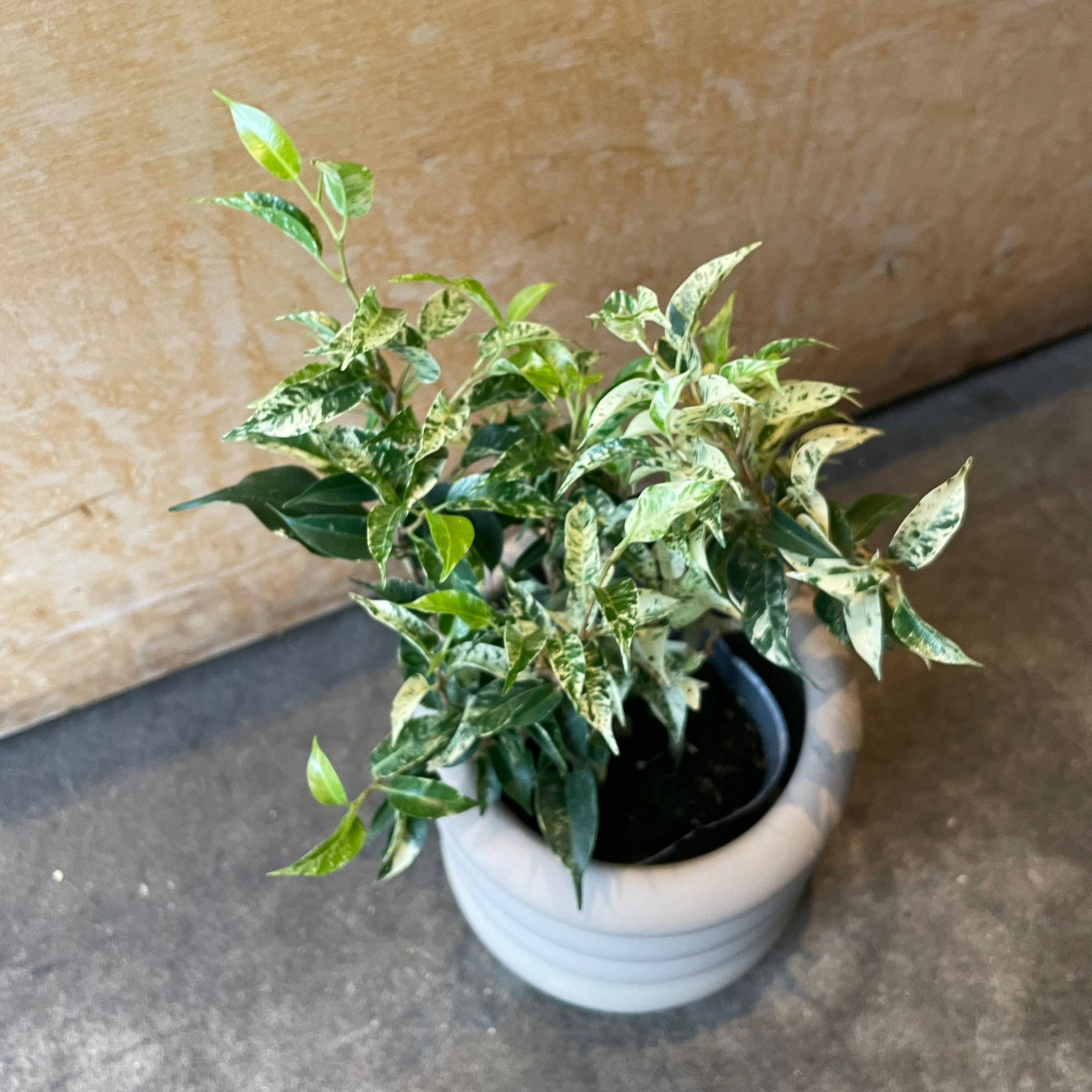 Ficus benjamina フィカス ベンジャミン サファリ Size 3