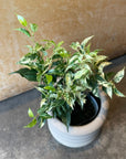 Ficus benjamina フィカス ベンジャミン サファリ Size 3