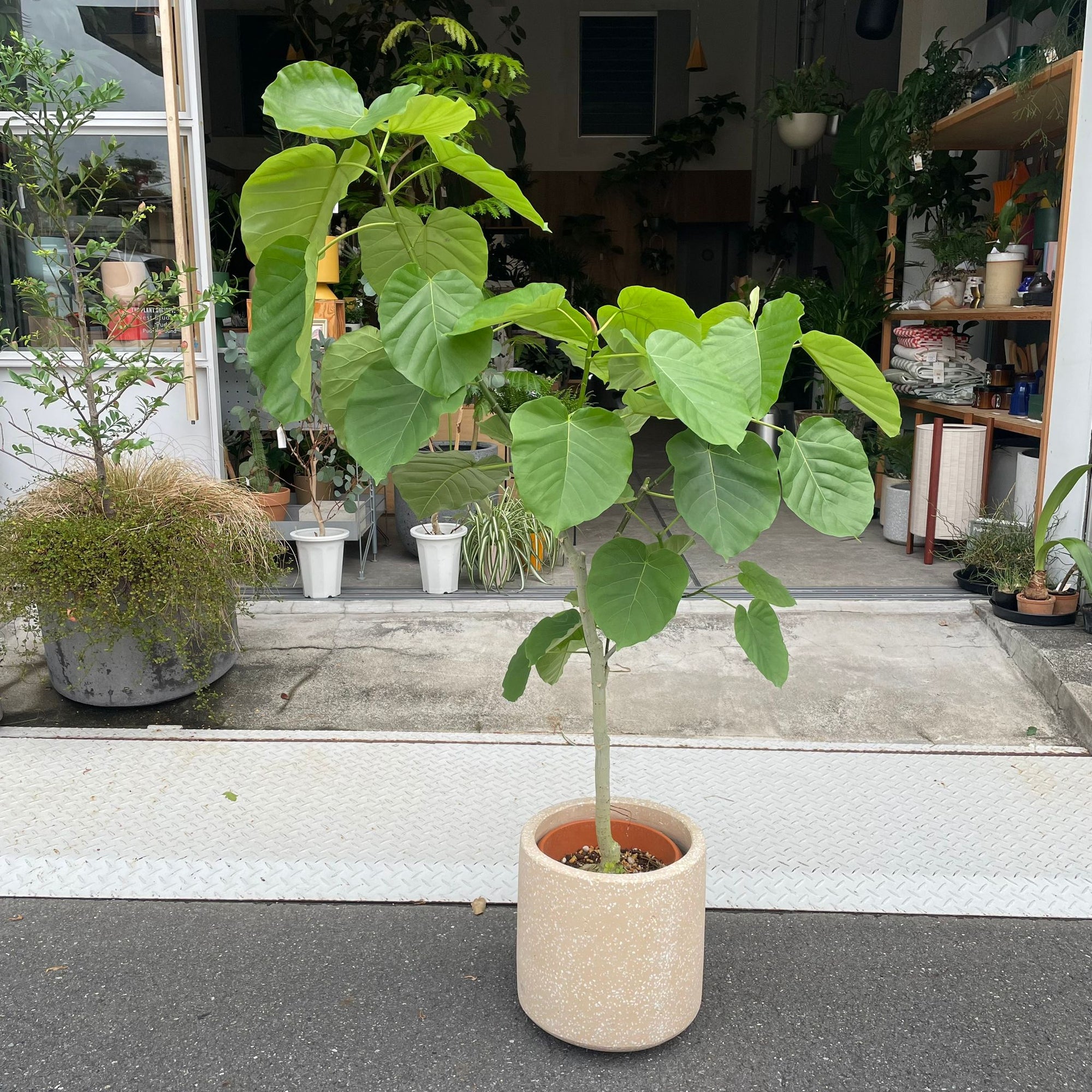 Ficus umbellata フィカス ウンベラータ
