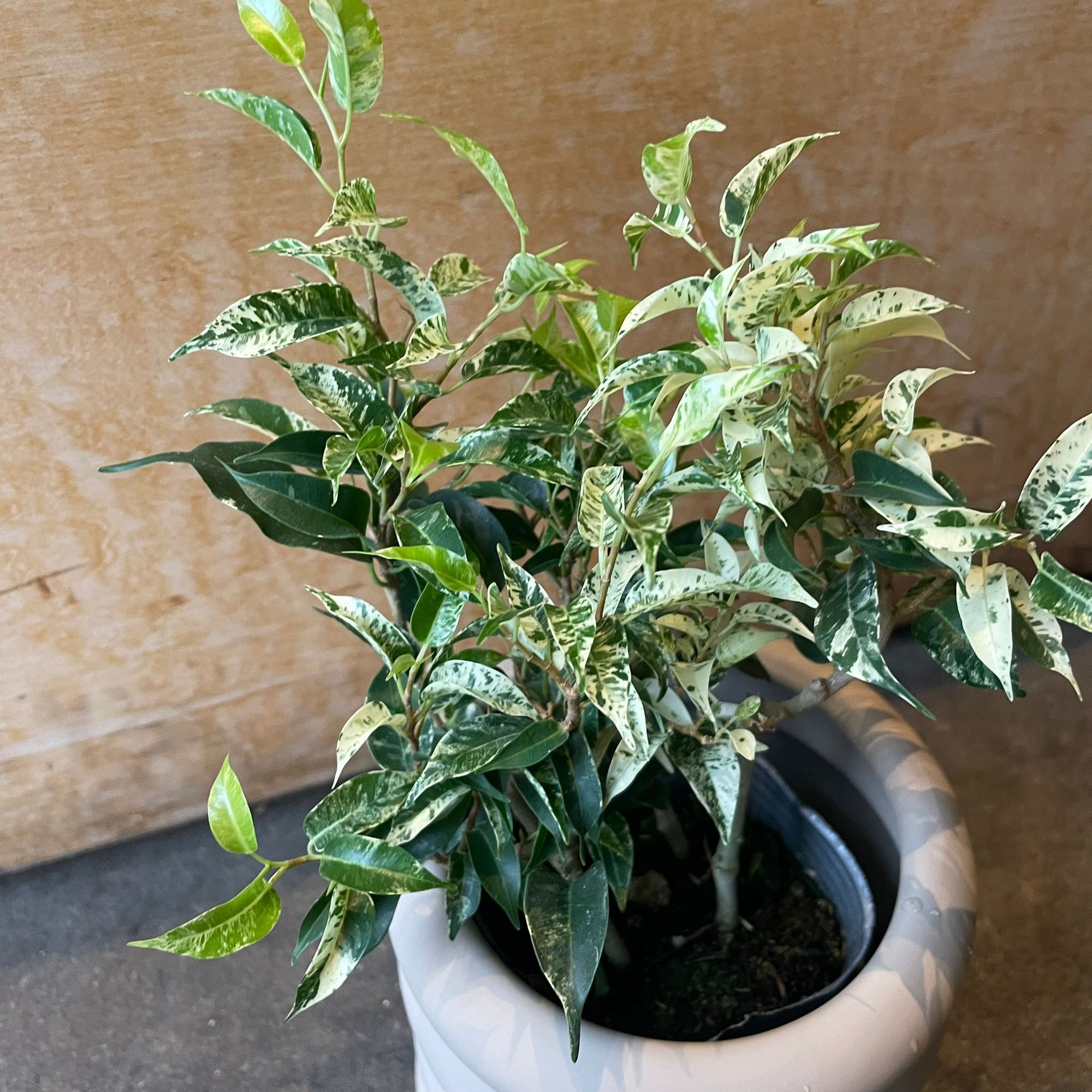 Ficus benjamina フィカス ベンジャミン サファリ Size 3