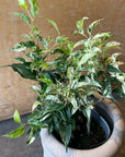 Ficus benjamina フィカス ベンジャミン サファリ Size 3