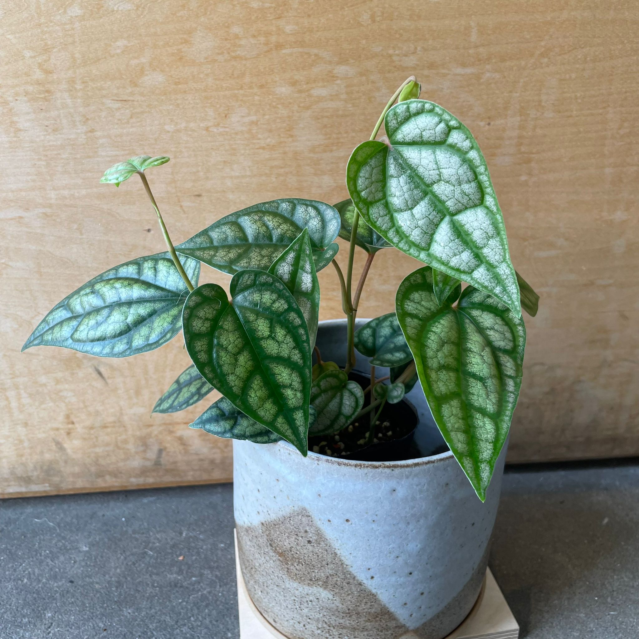 ピペル シルバーティクム I インドアプランツ I プラントソサエティ