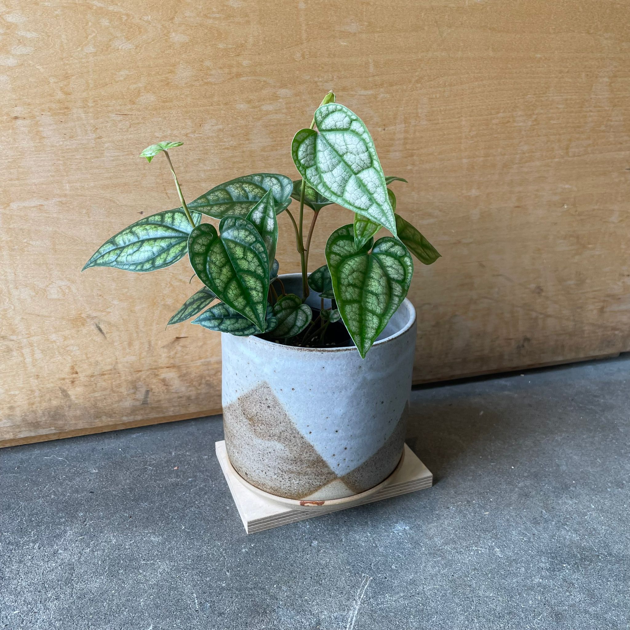 壺　植栽 ピペル シルバーティクム I インドアプランツ I プラントソサエティ