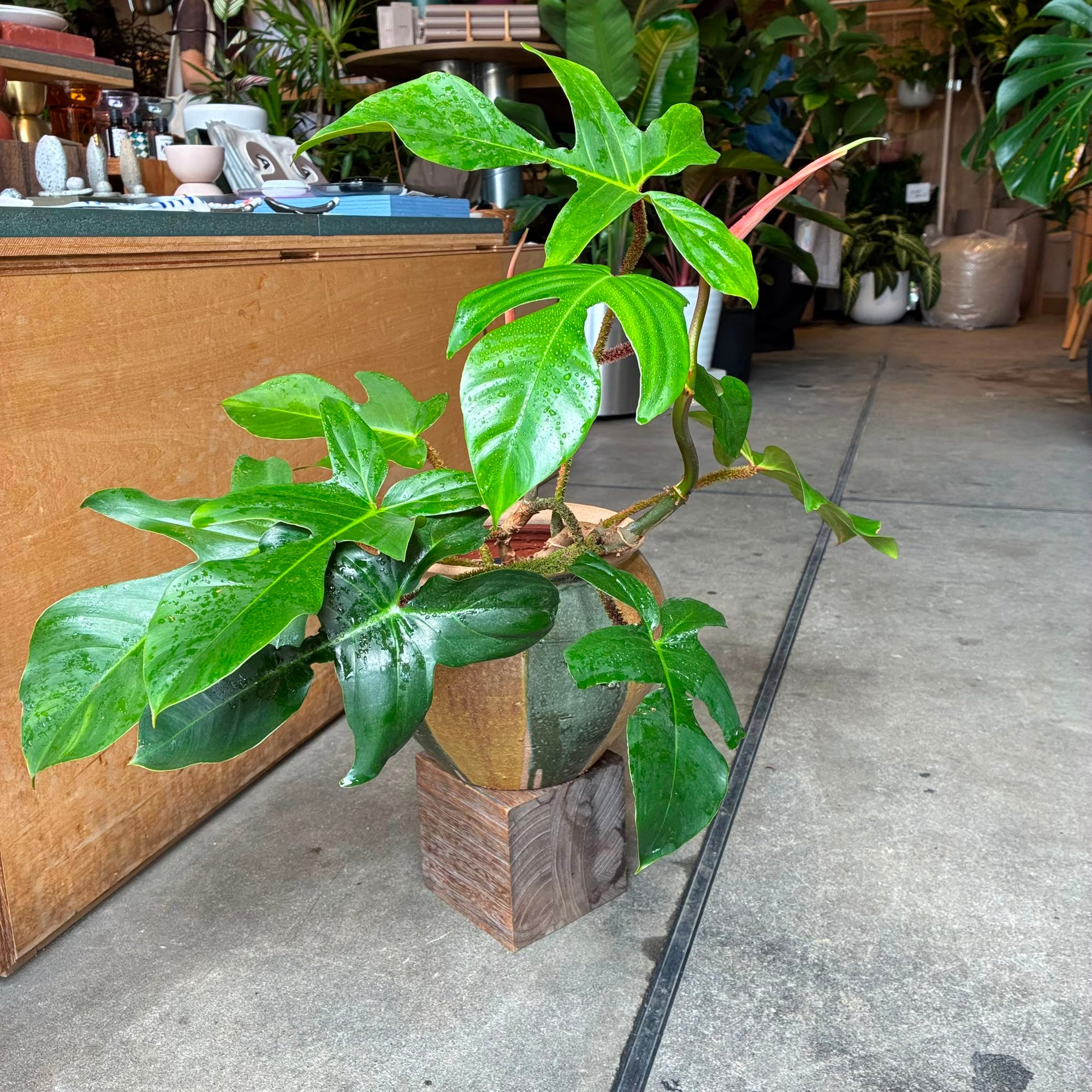 Philodendron 'Squamiferum' フィロデンドロン スクアミフェルム Size 5