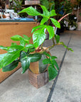 Philodendron 'Squamiferum' フィロデンドロン スクアミフェルム Size 5